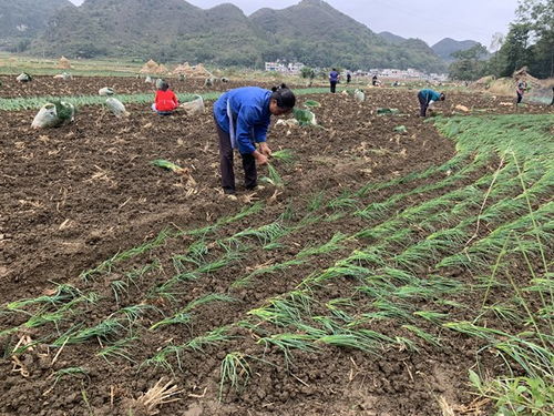鎮寧馬廠鎮 秋耕冬種正當時，土地輪作促增收